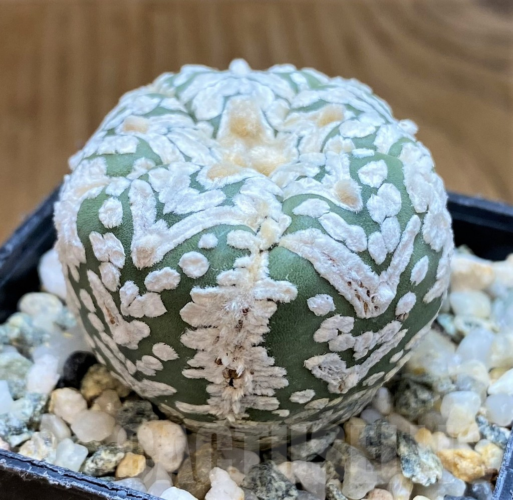 SH10425 Astrophytum asterias ‘Super Kabuto’ V-type, 5-ribs - Image 2