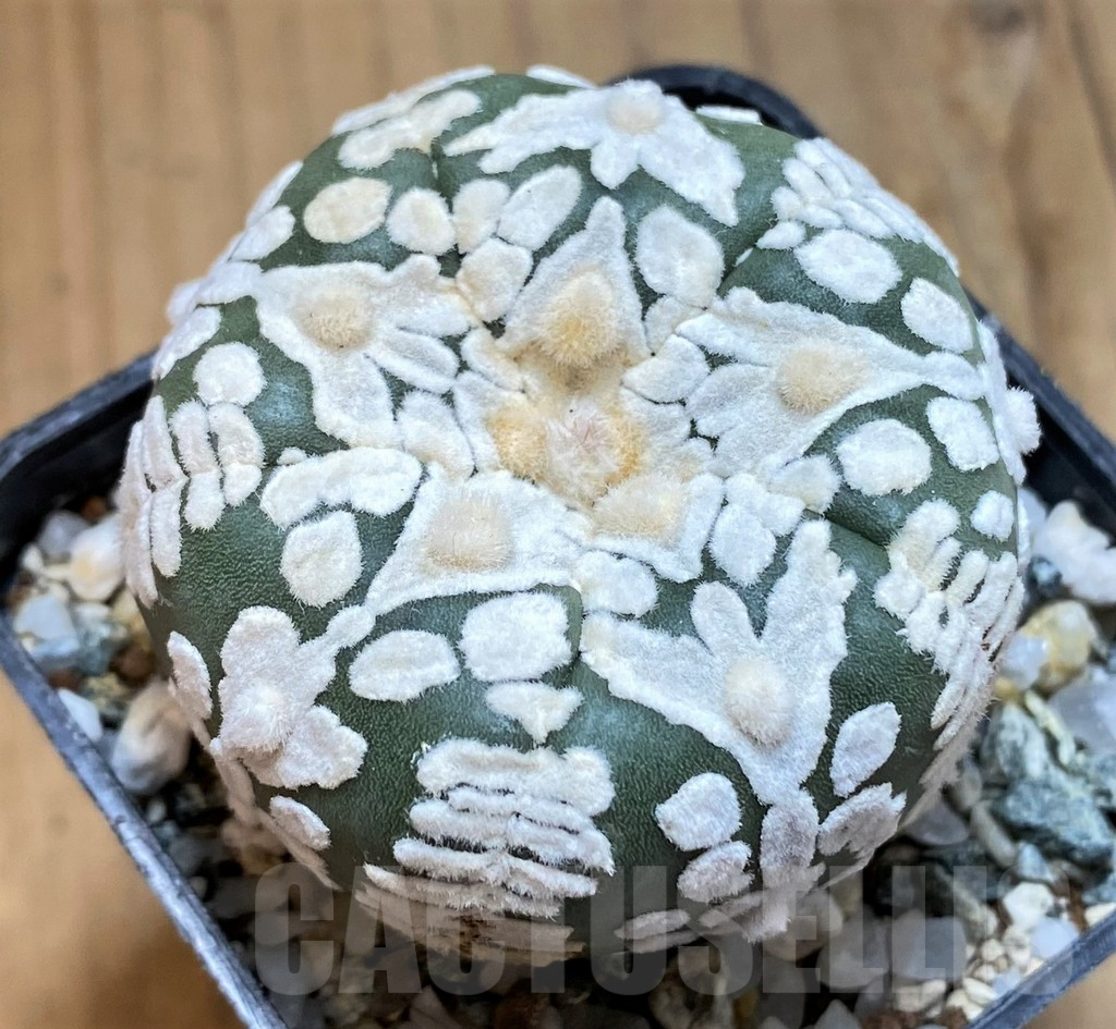 SH10426 Astrophytum asterias ‘Super Kabuto’ V-type, 5-ribs