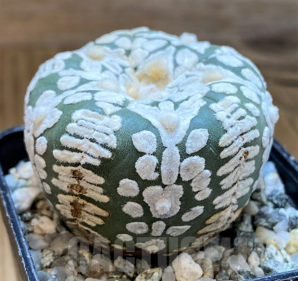 SH10426 Astrophytum asterias ‘Super Kabuto’ V-type, 5-ribs - immagine 2