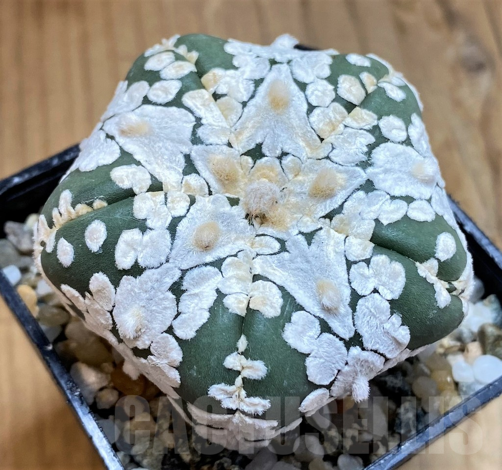 SH10427 Astrophytum asterias ‘Super Kabuto’ V-type, 5-ribs