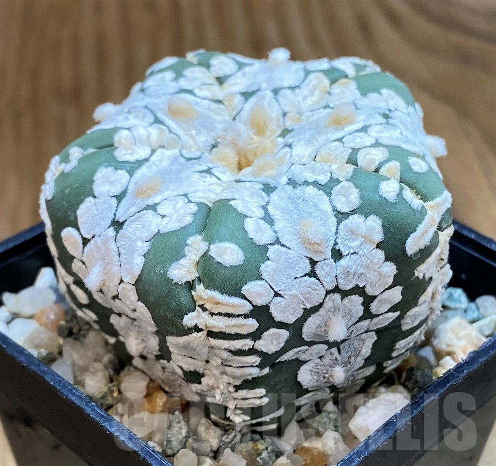 SH10427 Astrophytum asterias ‘Super Kabuto’ V-type, 5-ribs - Image 2