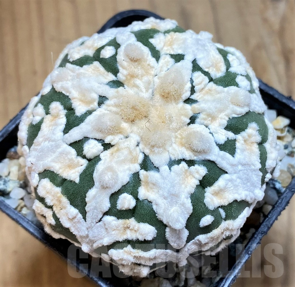 SH10428 Astrophytum asterias ‘Super Kabuto’ V-type