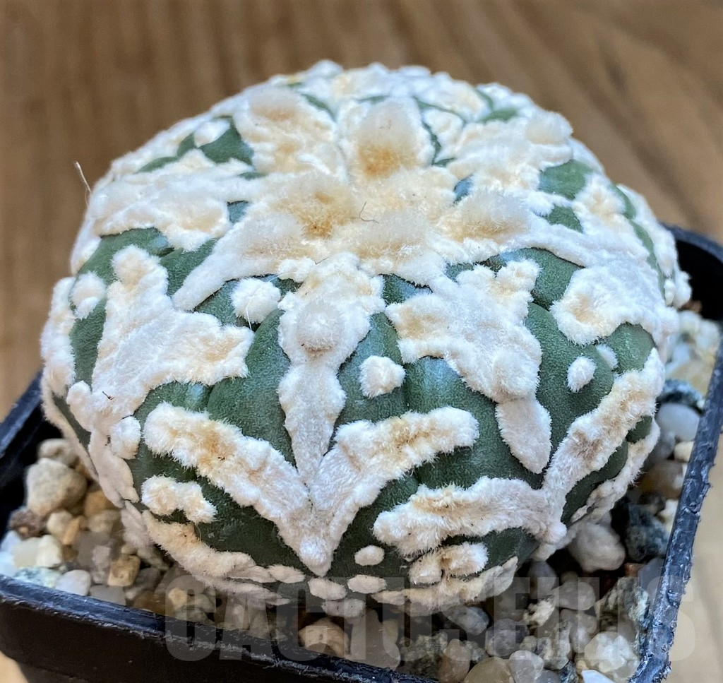 SH10428 Astrophytum asterias ‘Super Kabuto’ V-type - Image 2