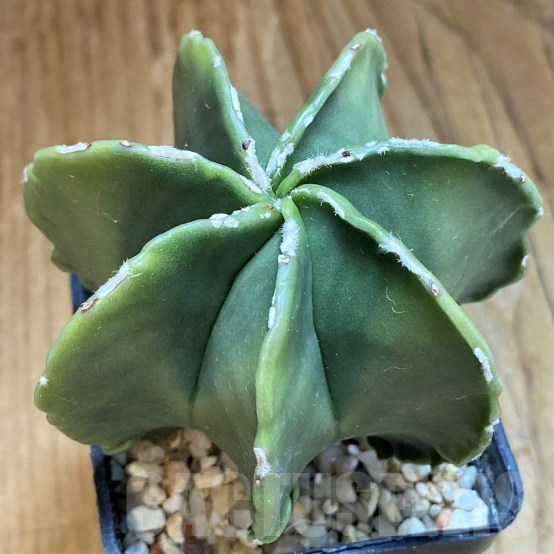 SH10433 Astrophytum myriostigma v. multicostatum f. nudum