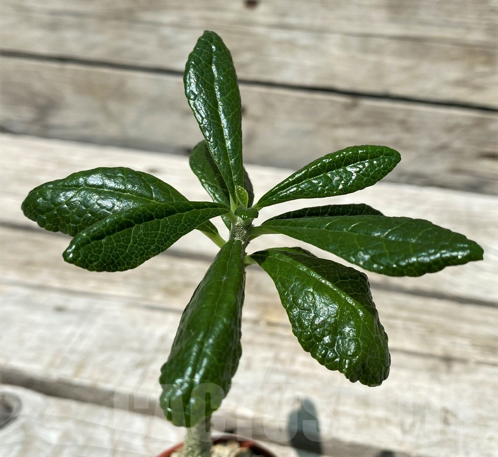 SH10437 Dorstenia gigas - Image 2