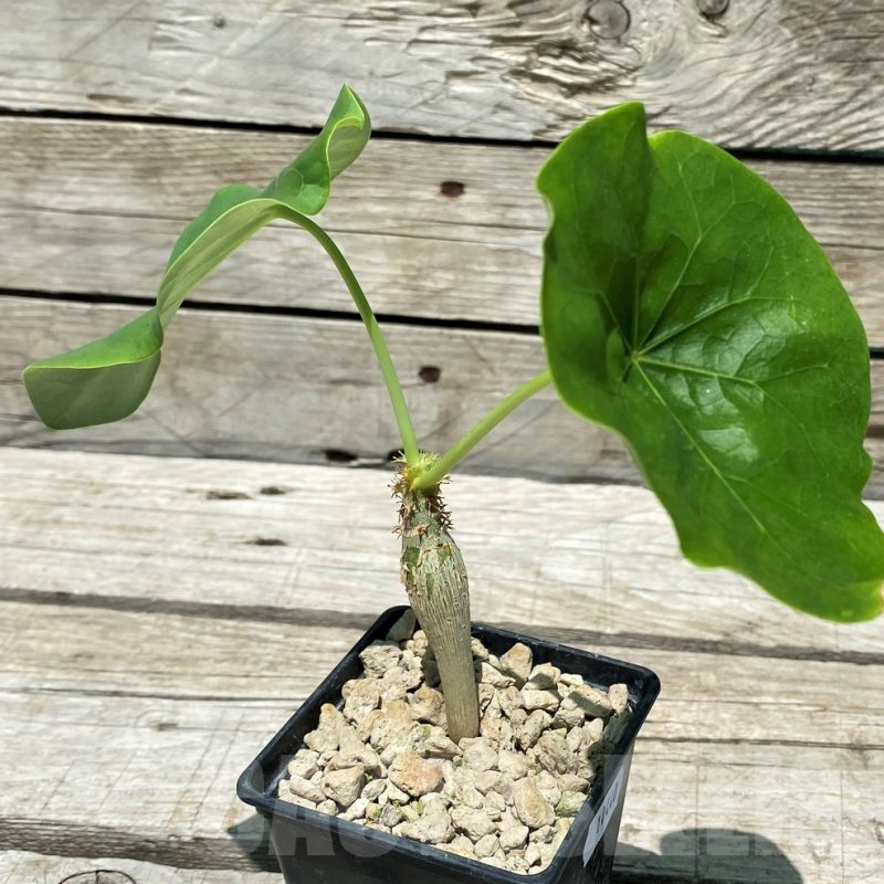 SH10440 Jatropha podagrica, Yellow flowers