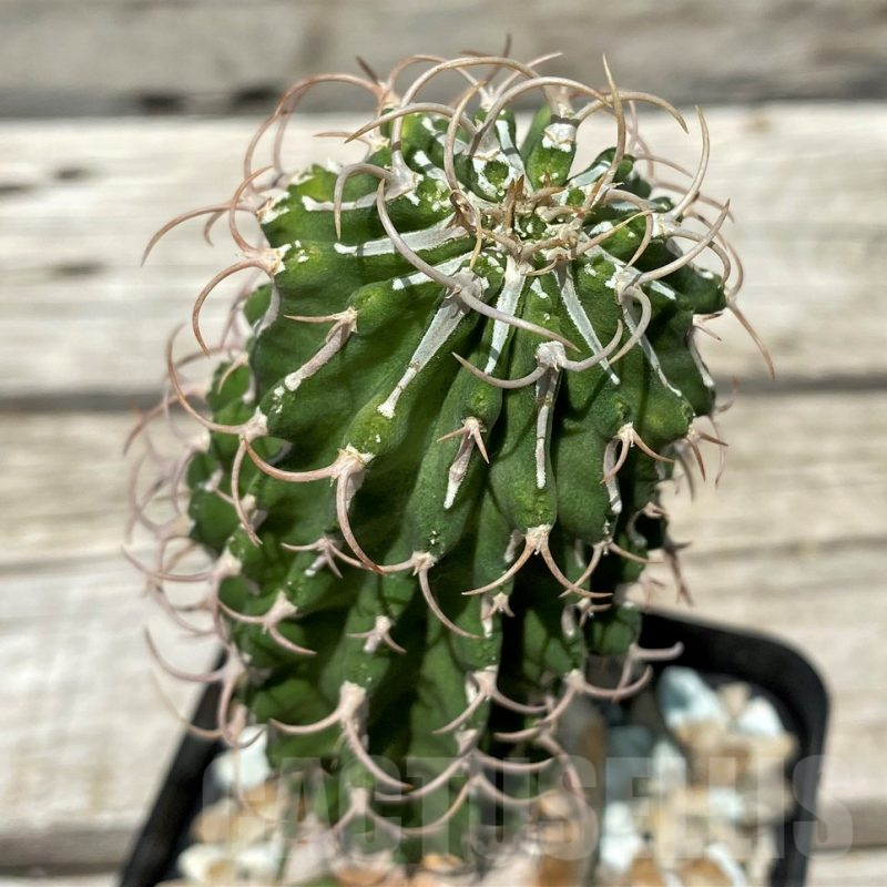 SH10443 Euphorbia columnaris, grafted