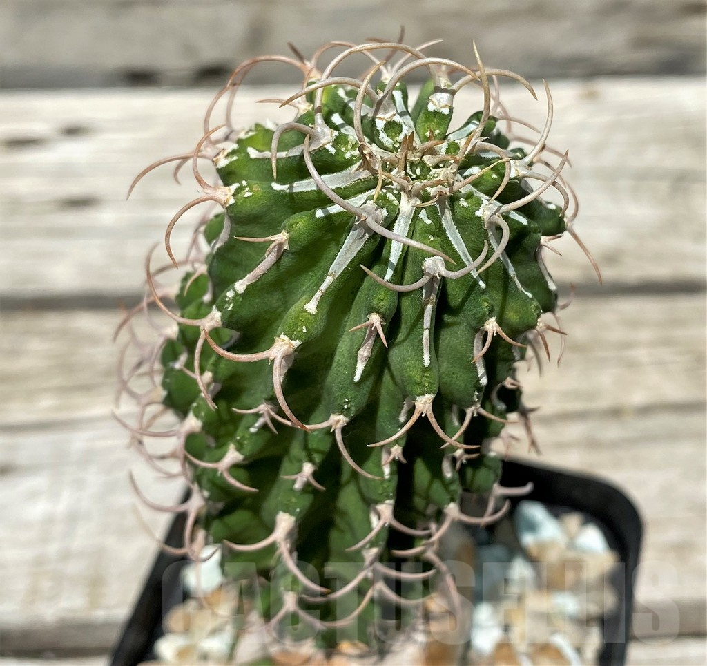 SH10443 Euphorbia columnaris, grafted