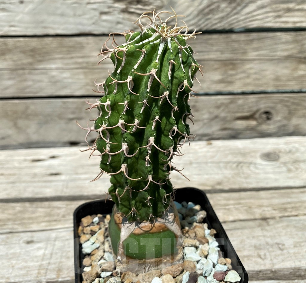 SH10443 Euphorbia columnaris, grafted - Image 2