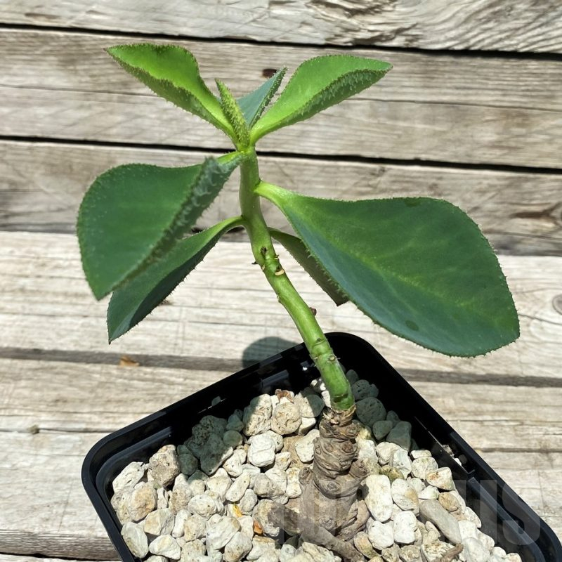 SH10451 Monadenium echinulatum ES21907