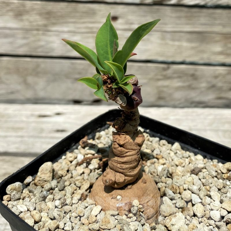 SH10452 Monadenium aff. orobanchoides