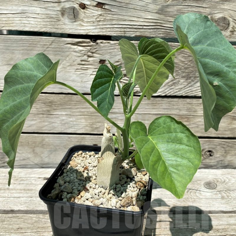 SH10453 Ipomoea lapidosa ES21291 -Tanzania-