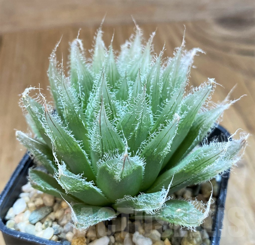 SH10524 Haworthia bolusii hybrid - immagine 2