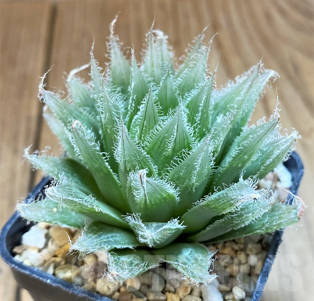 SH10524 Haworthia bolusii hybrid