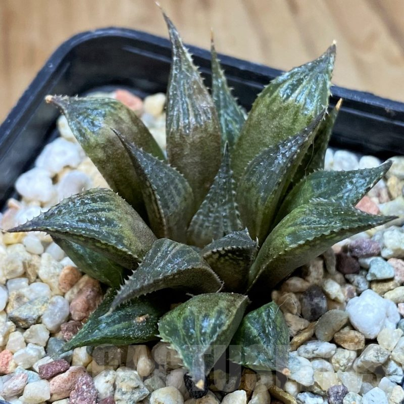 SH10525 Haworthia mirabilis v. paradoxa