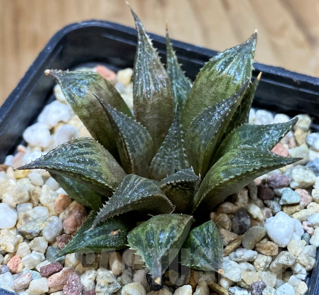 SH10525 Haworthia mirabilis v. paradoxa