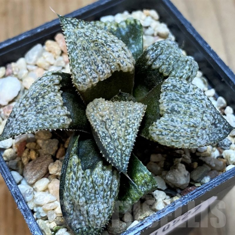 SH10527 Haworthia splendens GM456