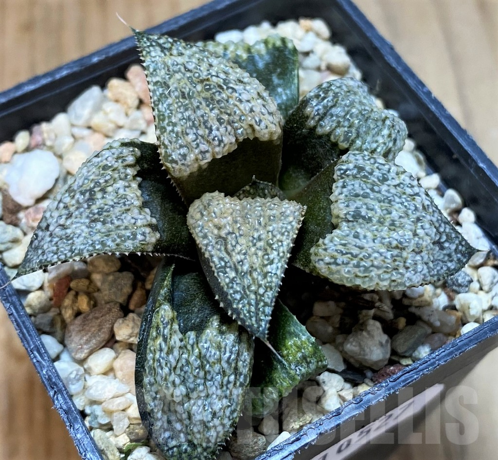 SH10527 Haworthia splendens GM456