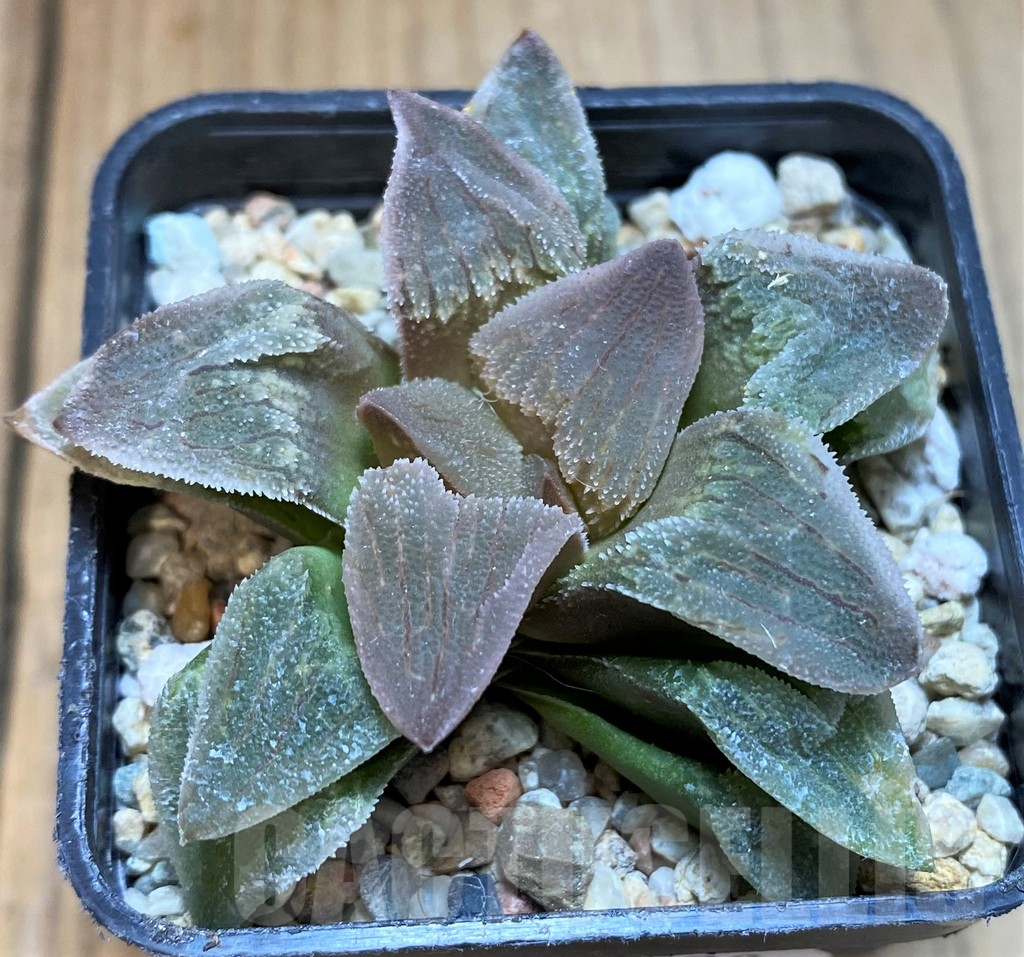SH10528 Haworthia pygmaea 'Crystallina'
