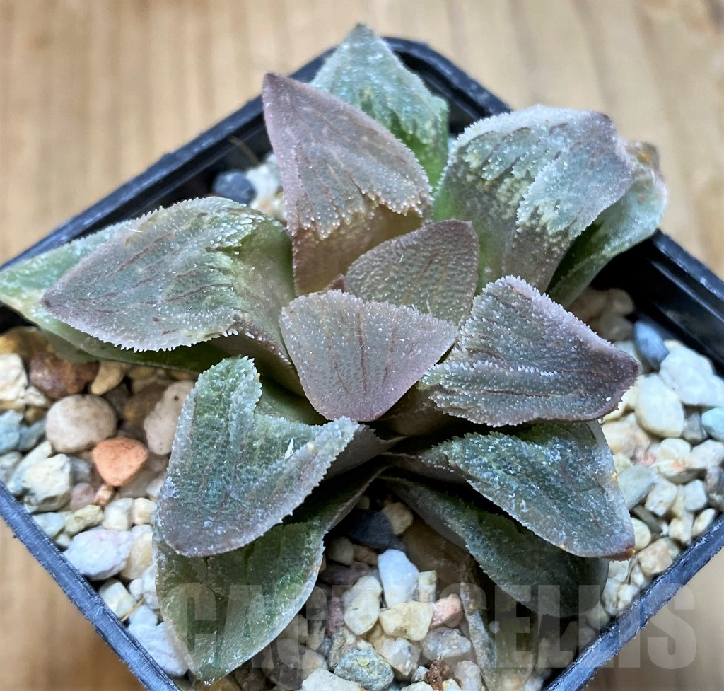 SH10528 Haworthia pygmaea 'Crystallina' - Image 2