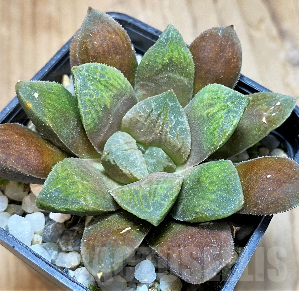 SH10529 Haworthia schultiana x retusa x comptoniana hybrid