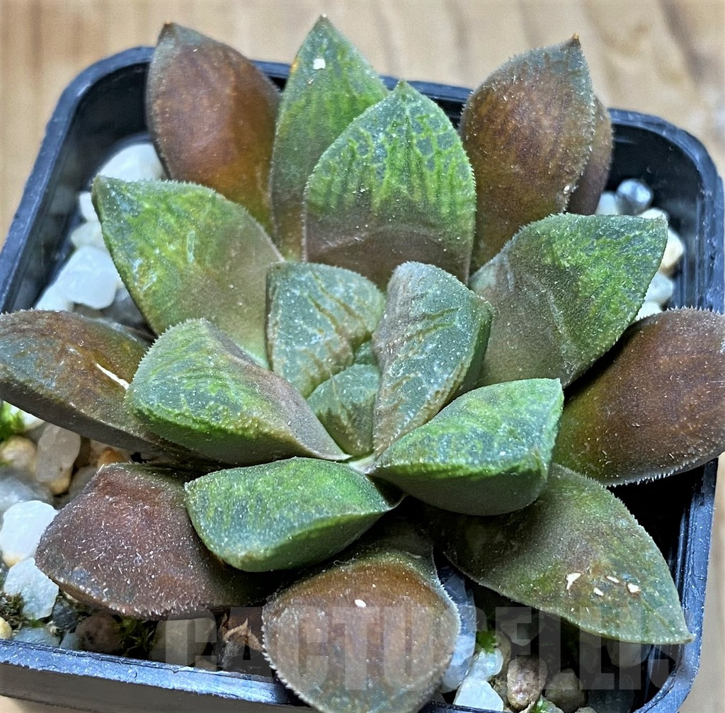 SH10529 Haworthia schultiana x retusa x comptoniana hybrid - Image 2