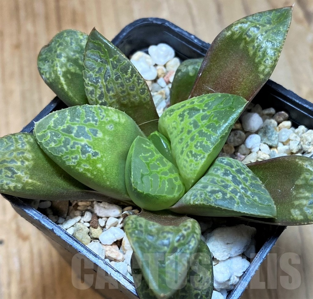 SH10530 Haworthia 'Kamen Butokai' - Image 2