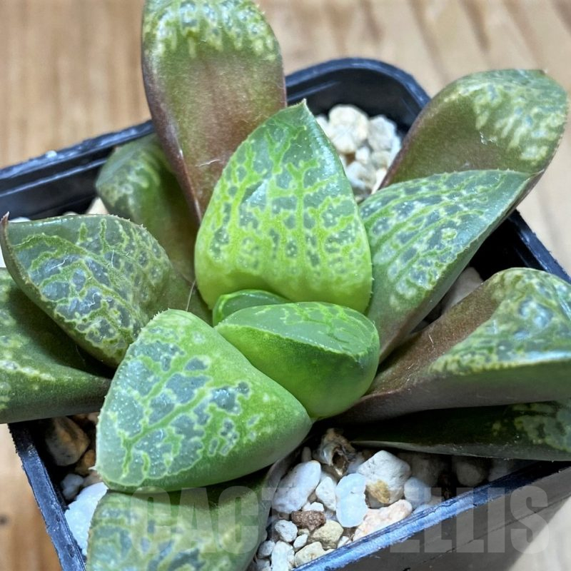 SH10530 Haworthia 'Kamen Butokai'