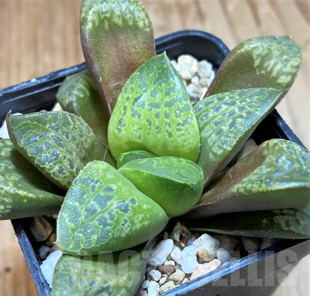 SH10530 Haworthia 'Kamen Butokai'