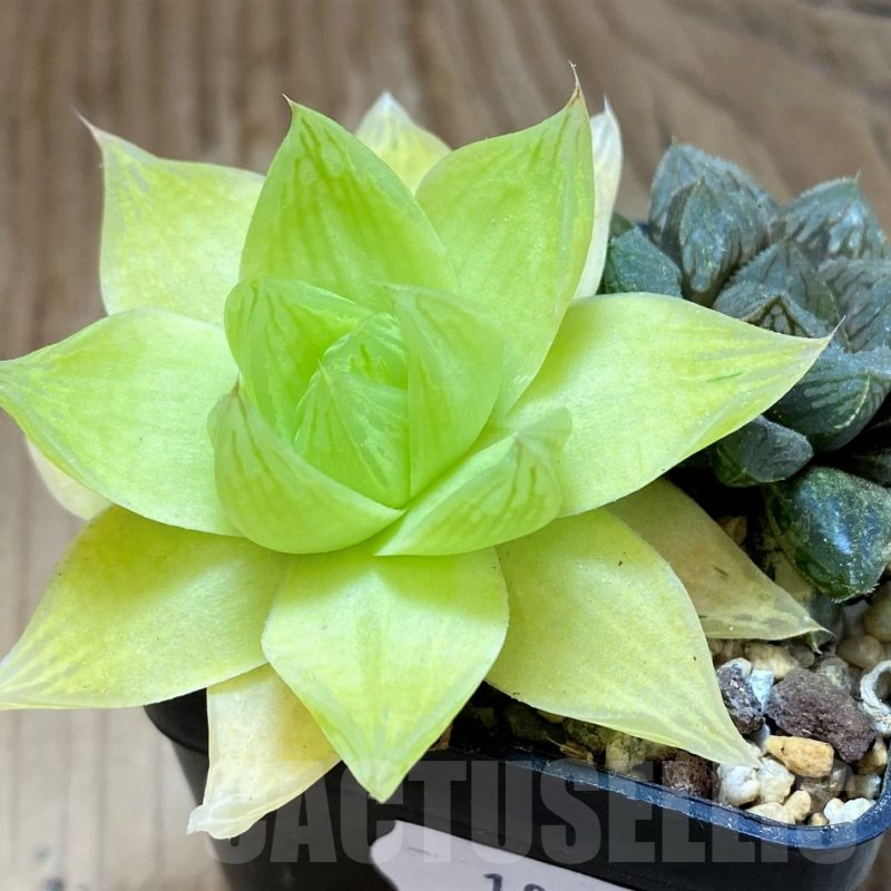 SH10532 Haworthia mix
