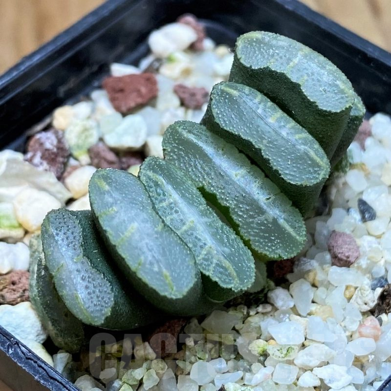 SH10533 Haworthia truncata -Japan-
