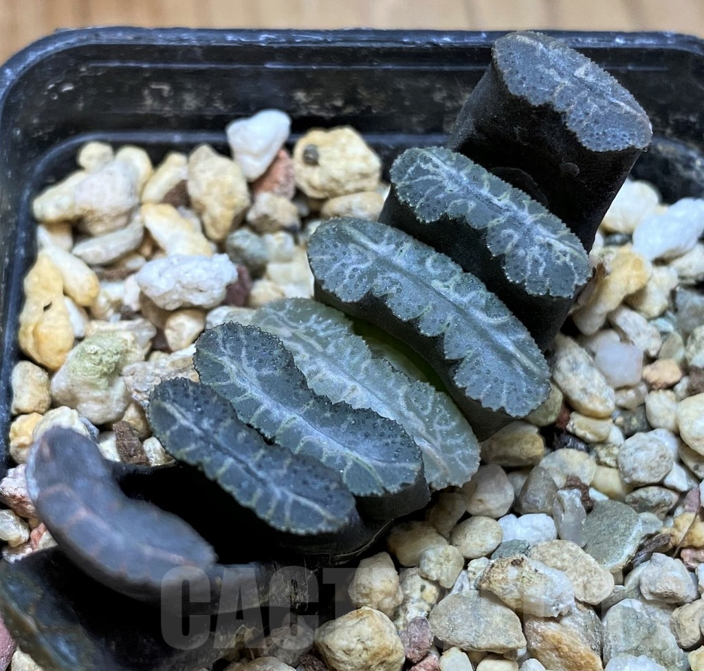 SH10534 Haworthia truncata -Japan-