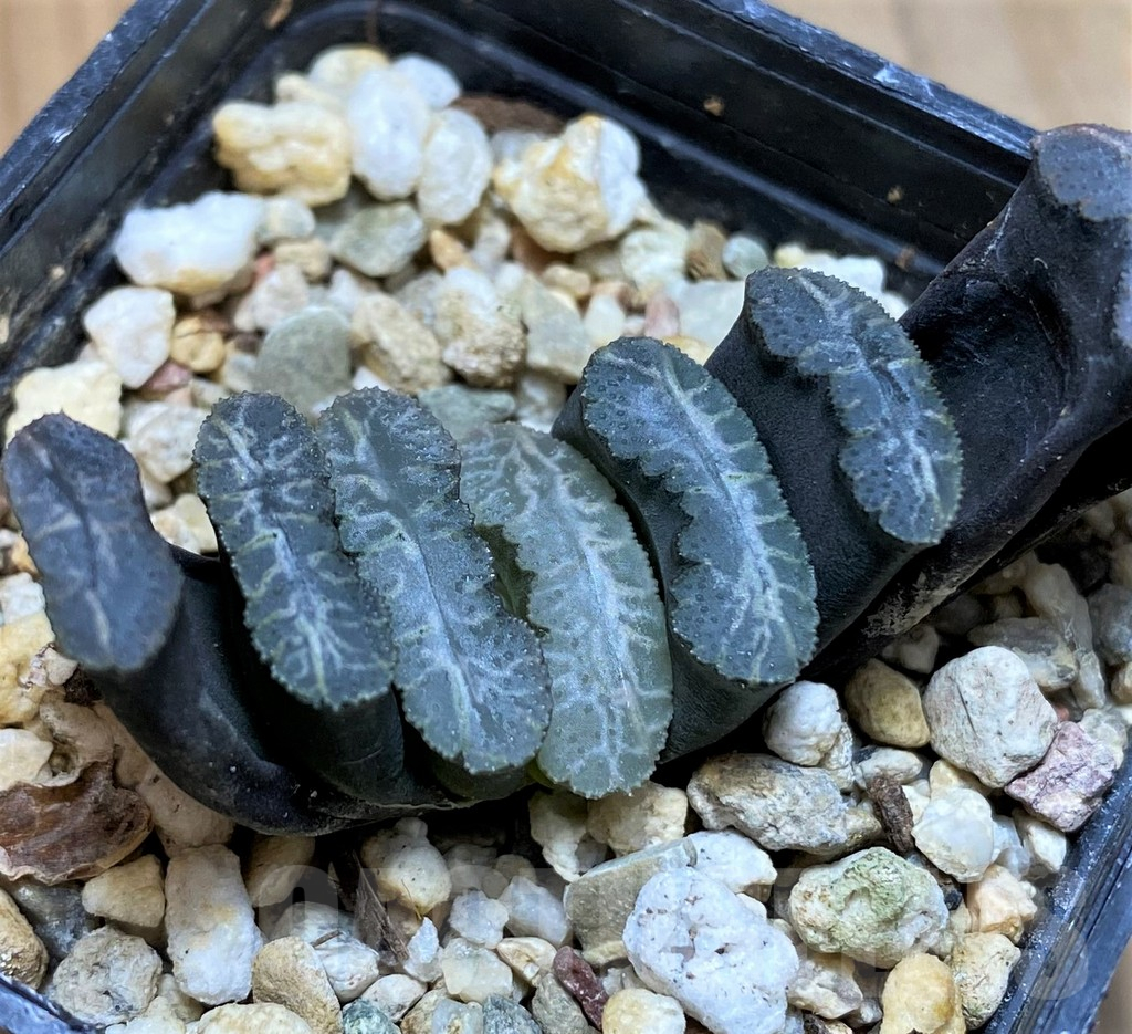 SH10534 Haworthia truncata -Japan- - immagine 2