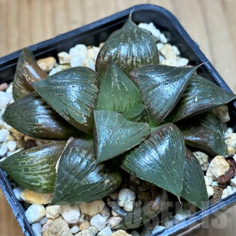 SH10535 Haworthia atrofusca hybrid