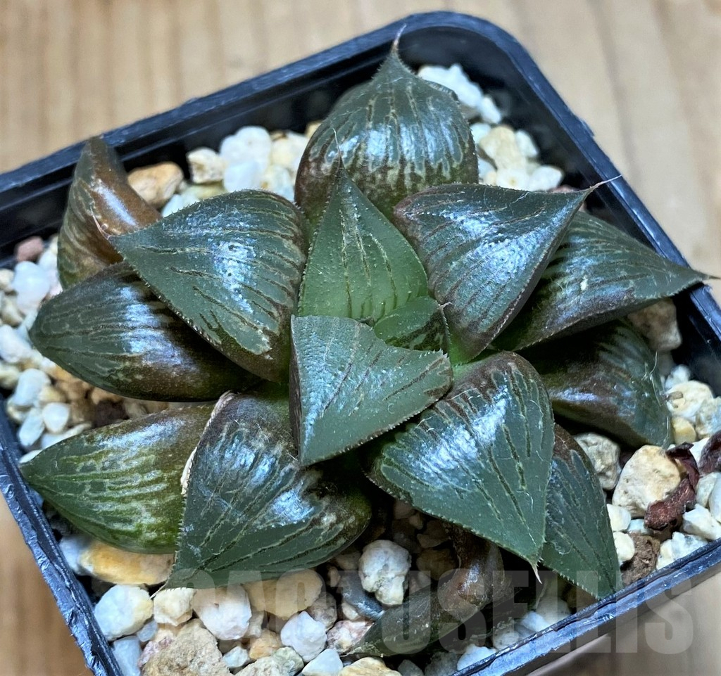 SH10535 Haworthia atrofusca hybrid