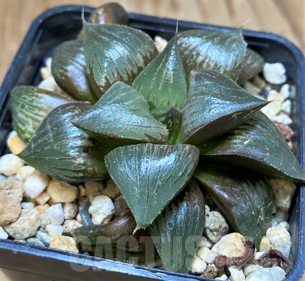 SH10535 Haworthia atrofusca hybrid - immagine 2