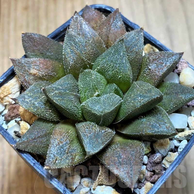 SH10536 Haworthia 'Chocolate' hybrid