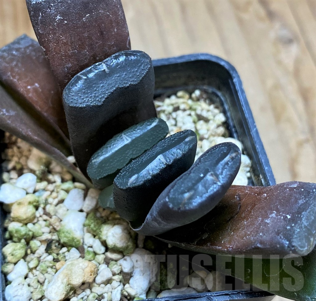 SH10538 Haworthia truncata -Japan-