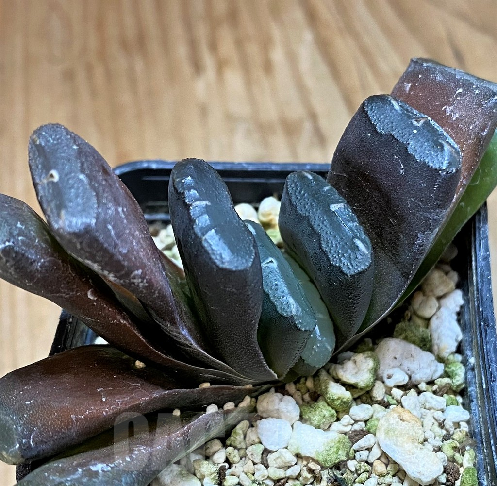 SH10538 Haworthia truncata -Japan- - Image 2