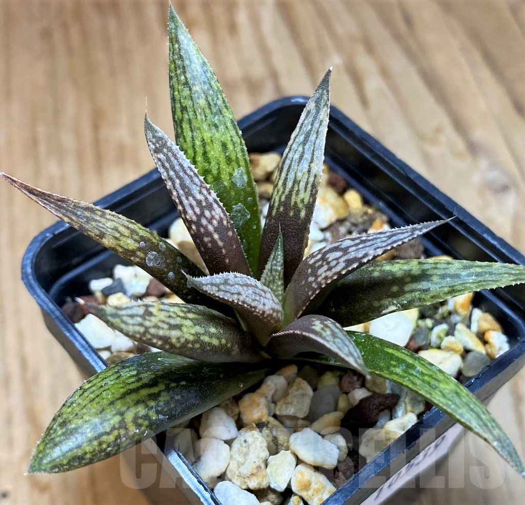 SH10539 Haworthia 'Metallica' hybrid