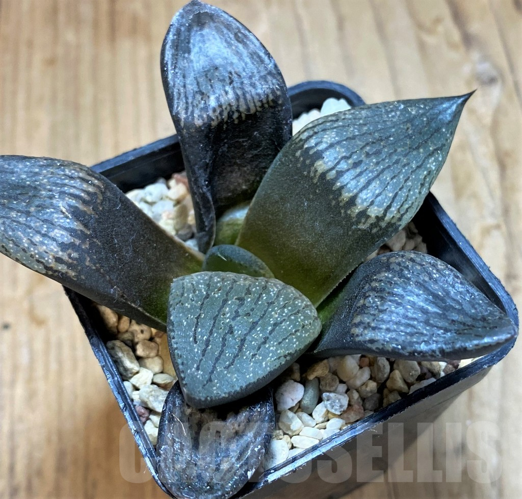 SH10540 Haworthia picta -Japan- - Image 2