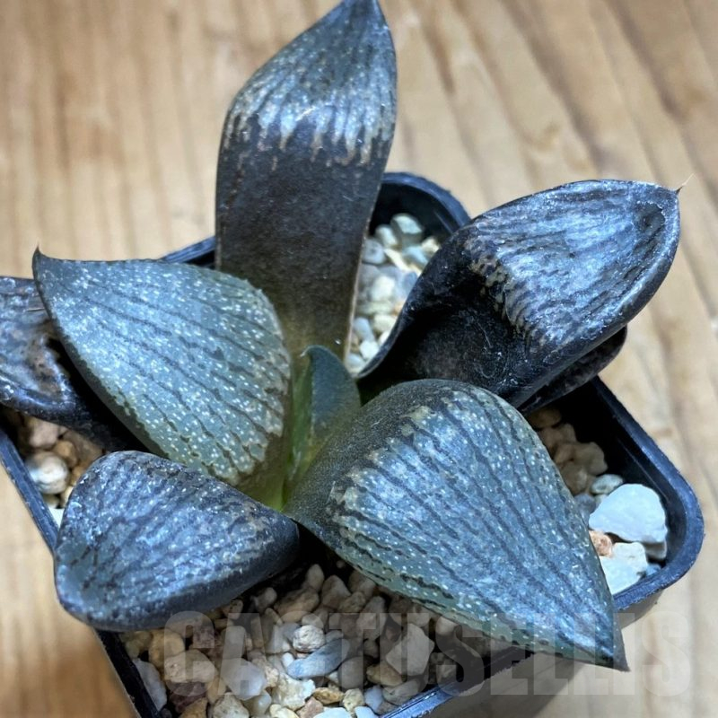 SH10540 Haworthia picta -Japan-