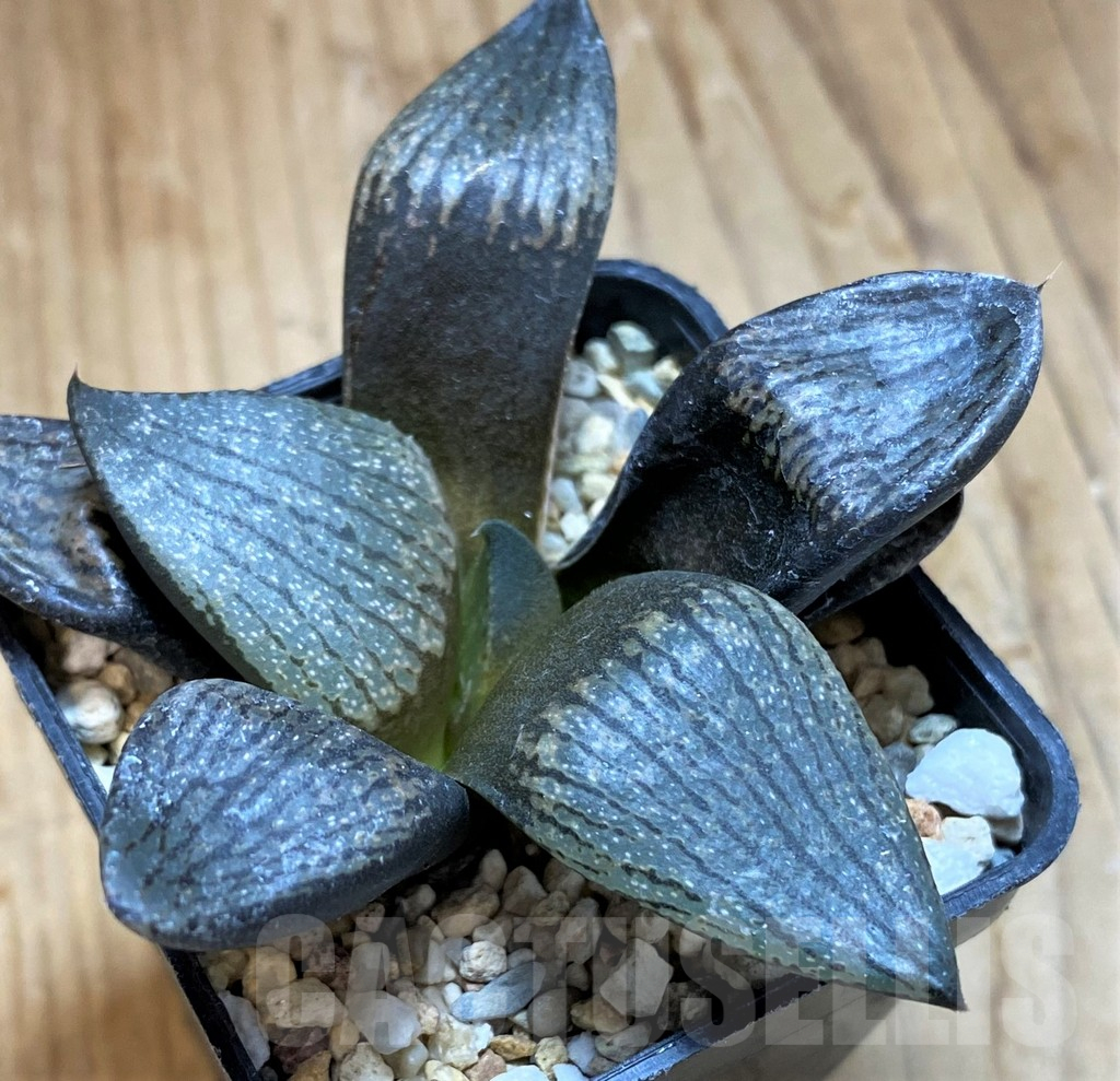SH10540 Haworthia picta -Japan-