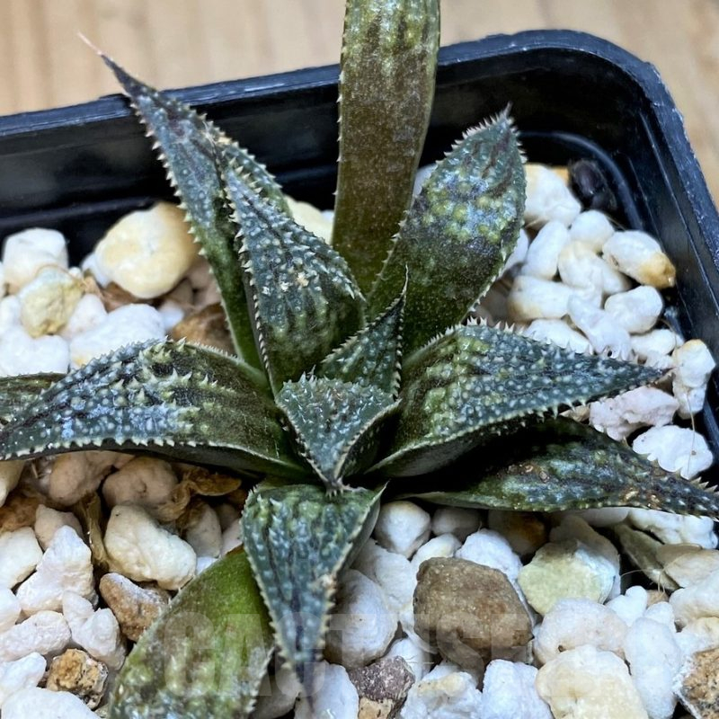 SH10541 Haworthia 'Bev's Wonder' hybrid