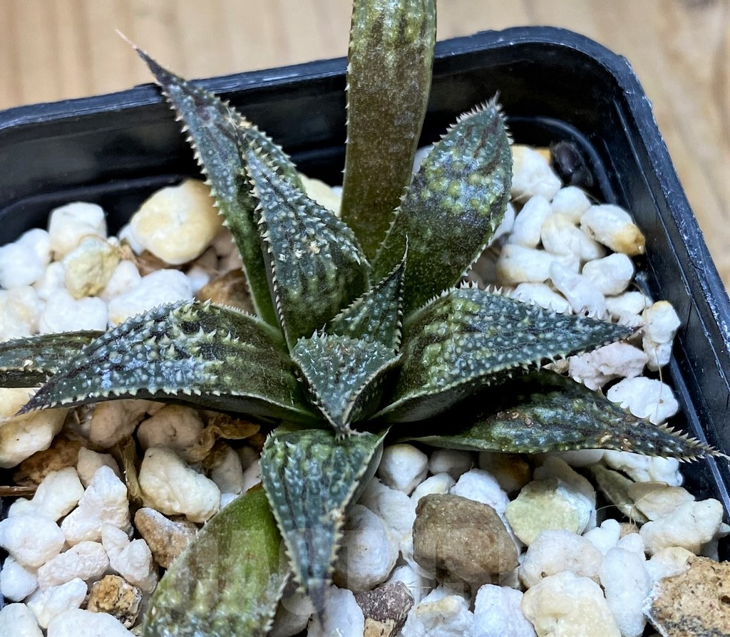 SH10541 Haworthia 'Bev's Wonder' hybrid