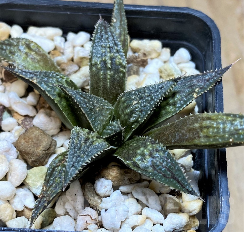 SH10541 Haworthia 'Bev's Wonder' hybrid - Image 2