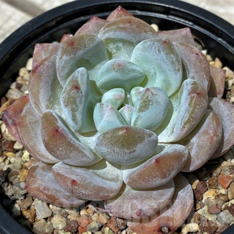 SH10561 Echeveria hybrid