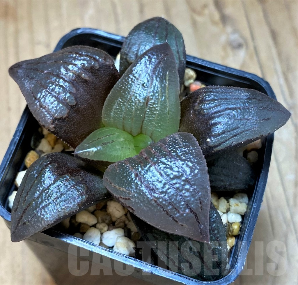 SH10542 Haworthia atrofusca -Japan- - immagine 2