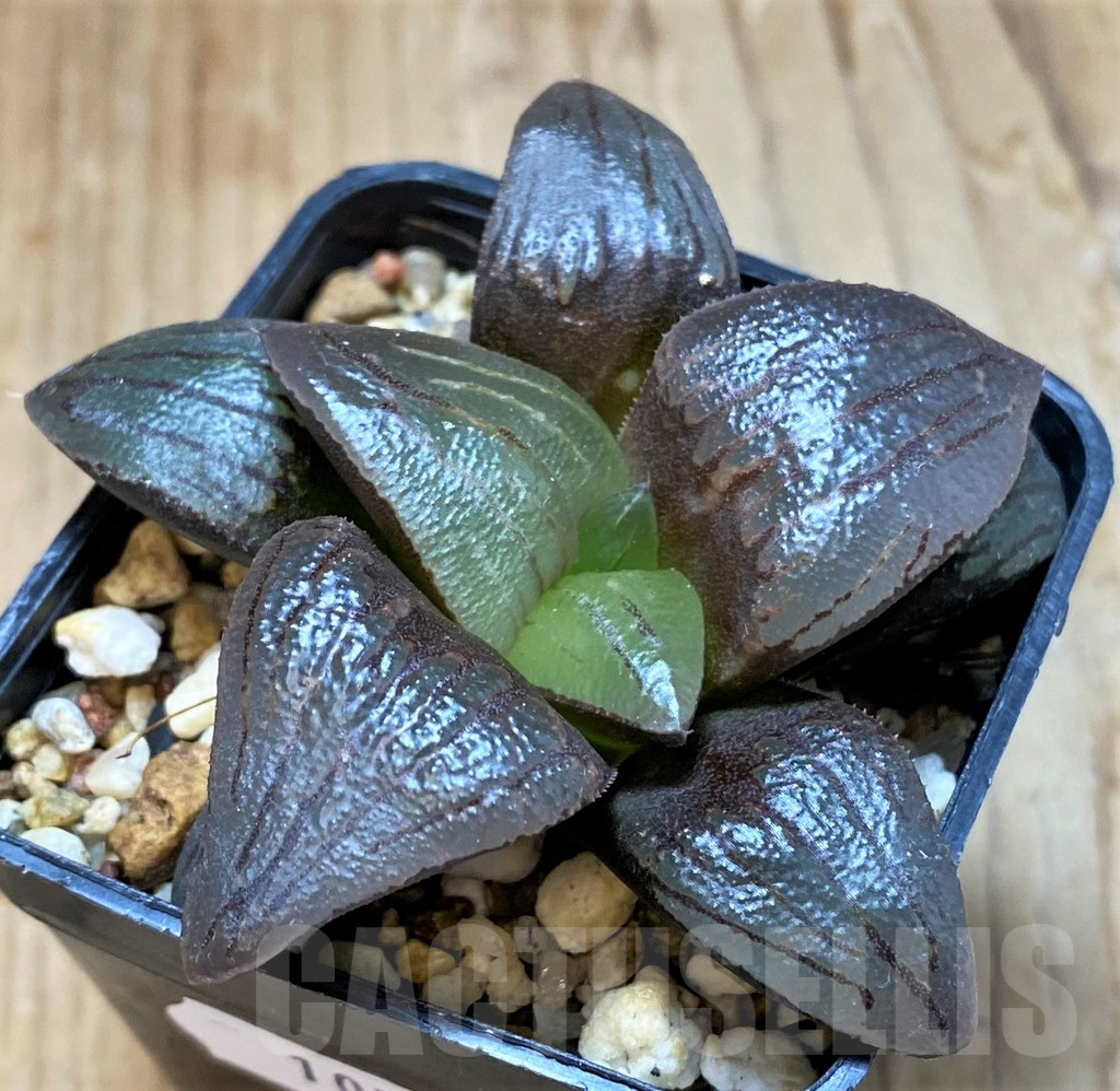 SH10542 Haworthia atrofusca -Japan-