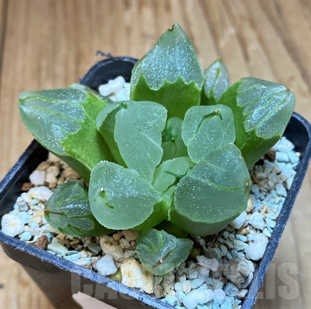 SH10544 Haworthia 'Ice City' - Image 2